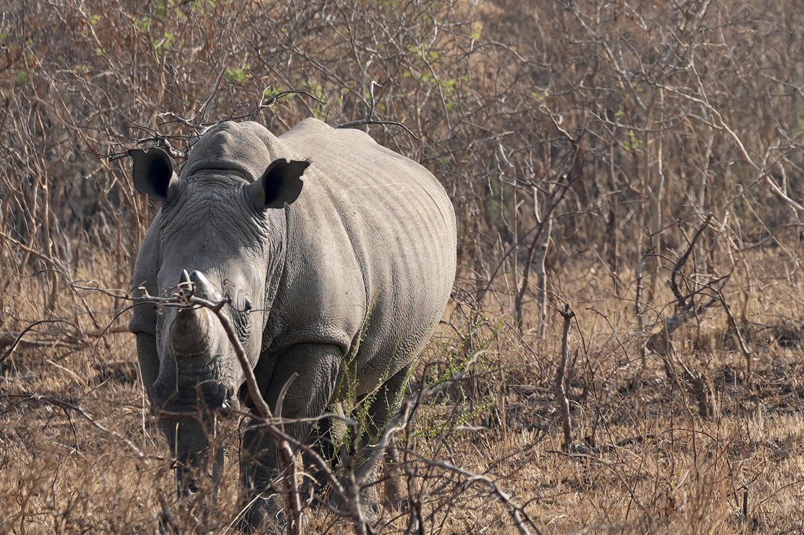 White rhino standing among dry bushveld thickets