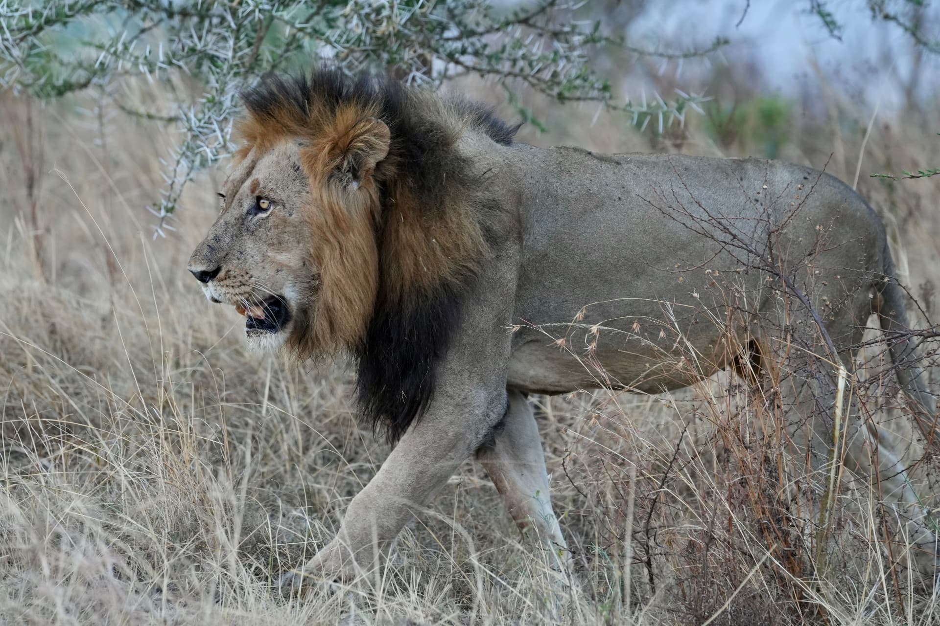 Male lion walking through dry savannah grass at dusk