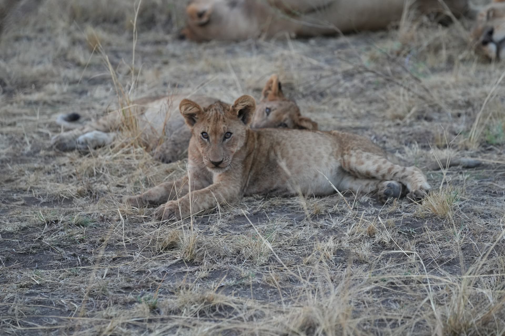 Lion cub resting with the pride in golden grass